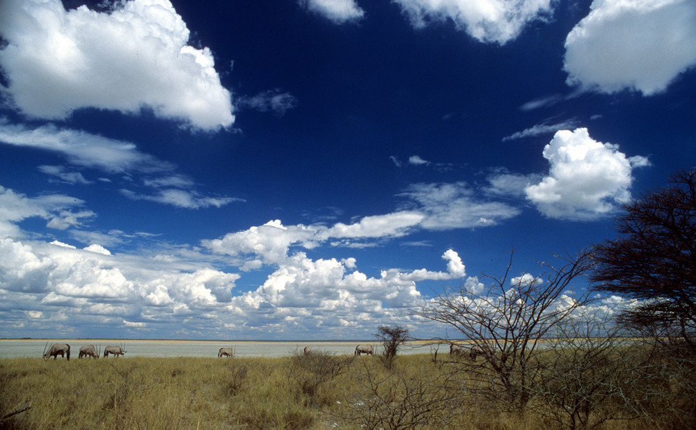 Gemsböcke in der Etosha Pfanne