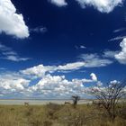 Gemsböcke in der Etosha Pfanne