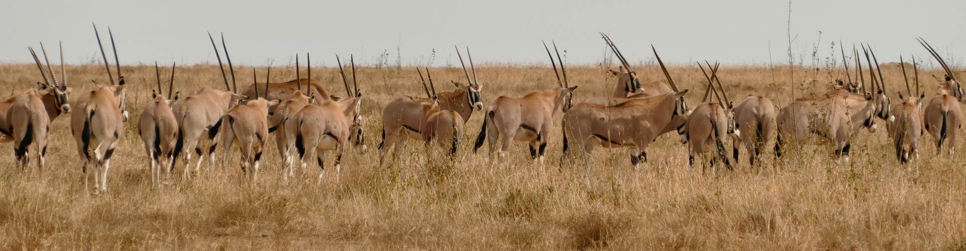 gemsbok 