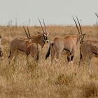 gemsbok 