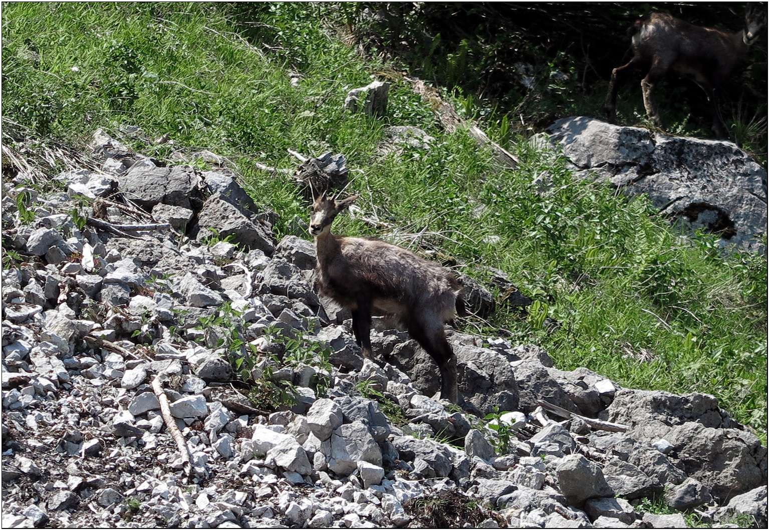 Gemse - Hochstaufen - Chiemgauer Alpen