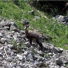 Gemse - Hochstaufen - Chiemgauer Alpen