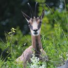 Gemse im Berner Oberland