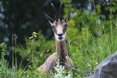 Gemse im Berner Oberland