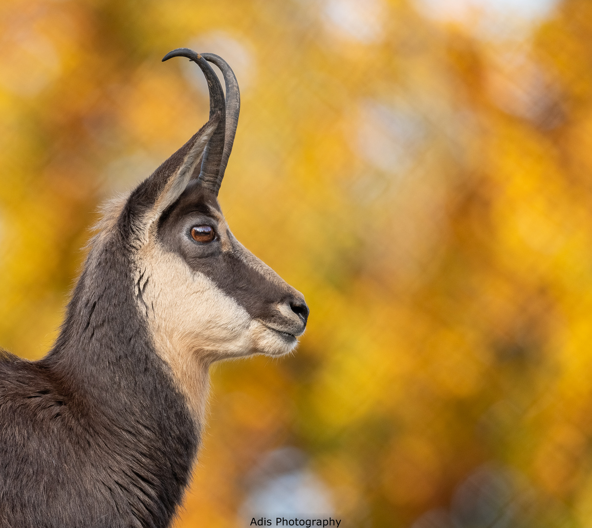 Gemse im Herbst