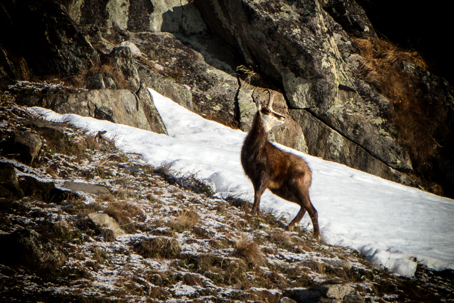 Gemse im Ötztal