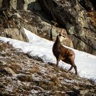 Gemse im Ötztal