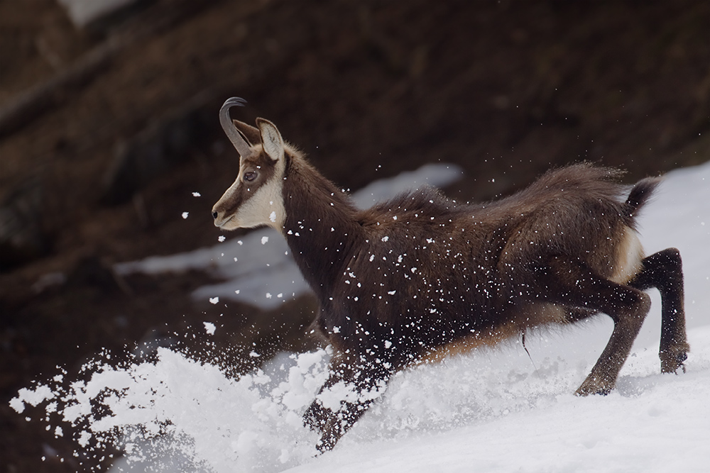 Gemse im Schnee