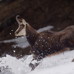 Gemse im Schnee