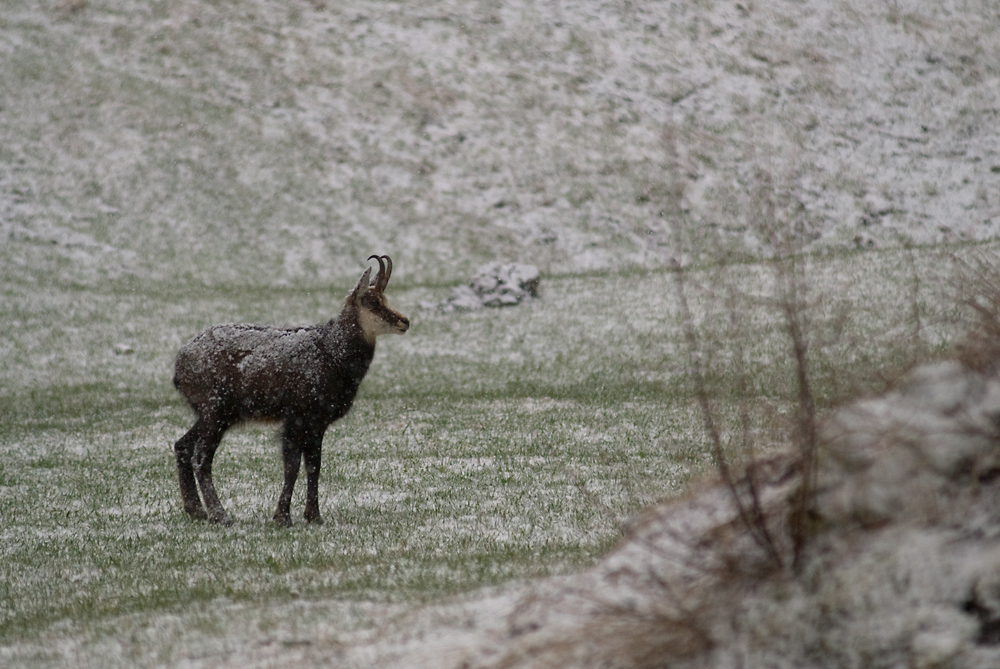 Gemse im Schneemantel