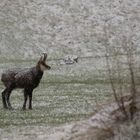 Gemse im Schneemantel