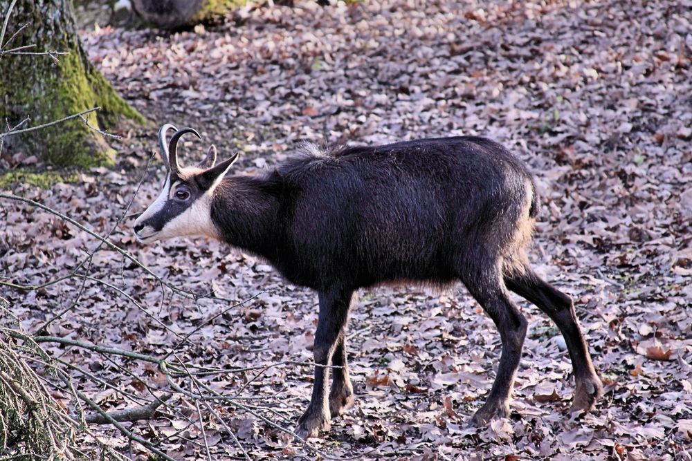 Gemse im Tierpark Lange Erlen Kanton Basel Stadt