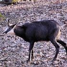 Gemse im Tierpark Lange Erlen Kanton Basel Stadt