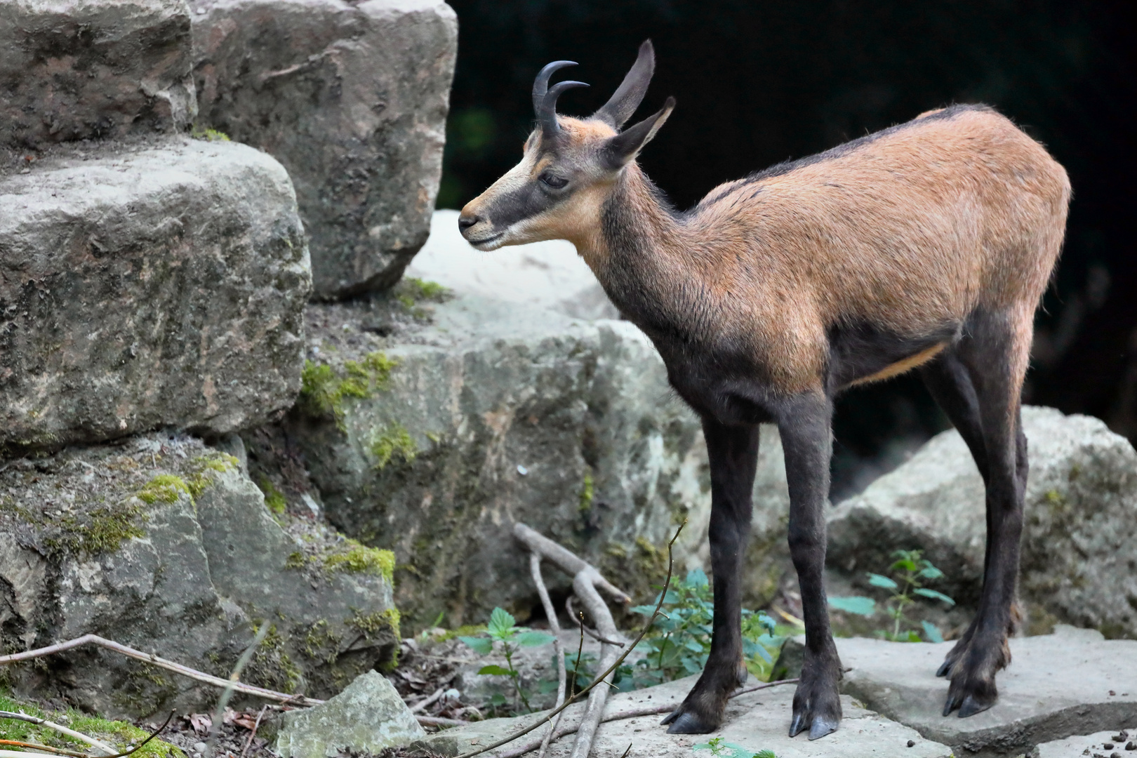 Gemse im Tierpark Olderdissen