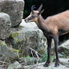 Gemse im Tierpark Olderdissen