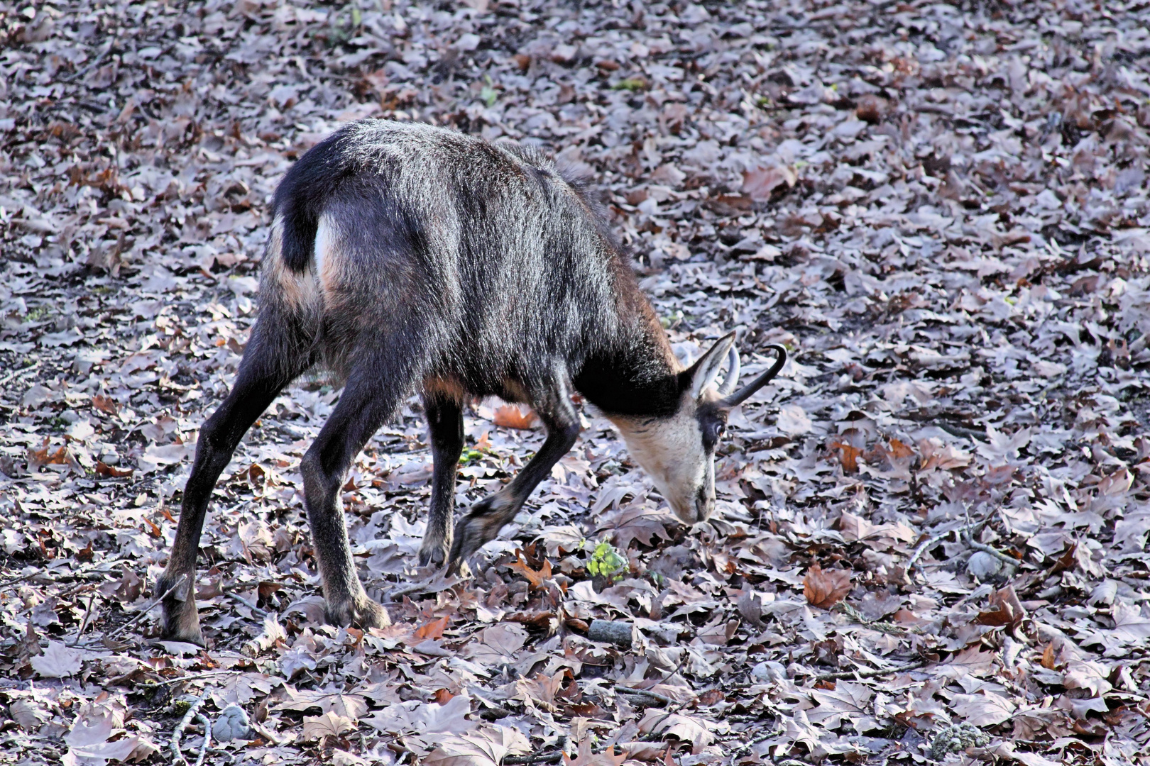 Gemse - Tierpark Lange Erlen Basel