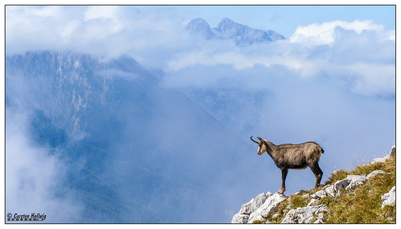 Gemse vor großartiger Bergkulisse