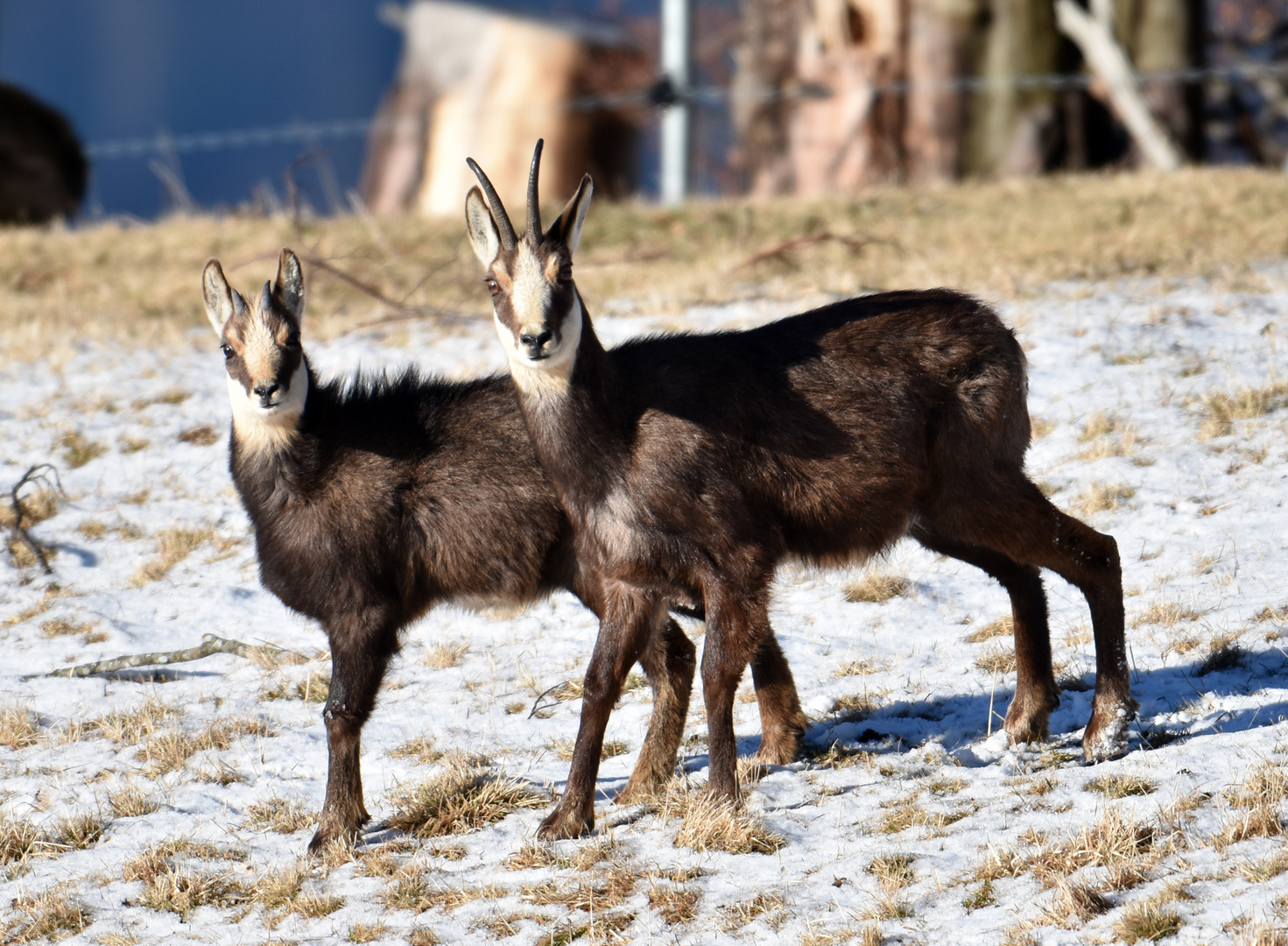 Gemsen auf dem Fläscher Berg