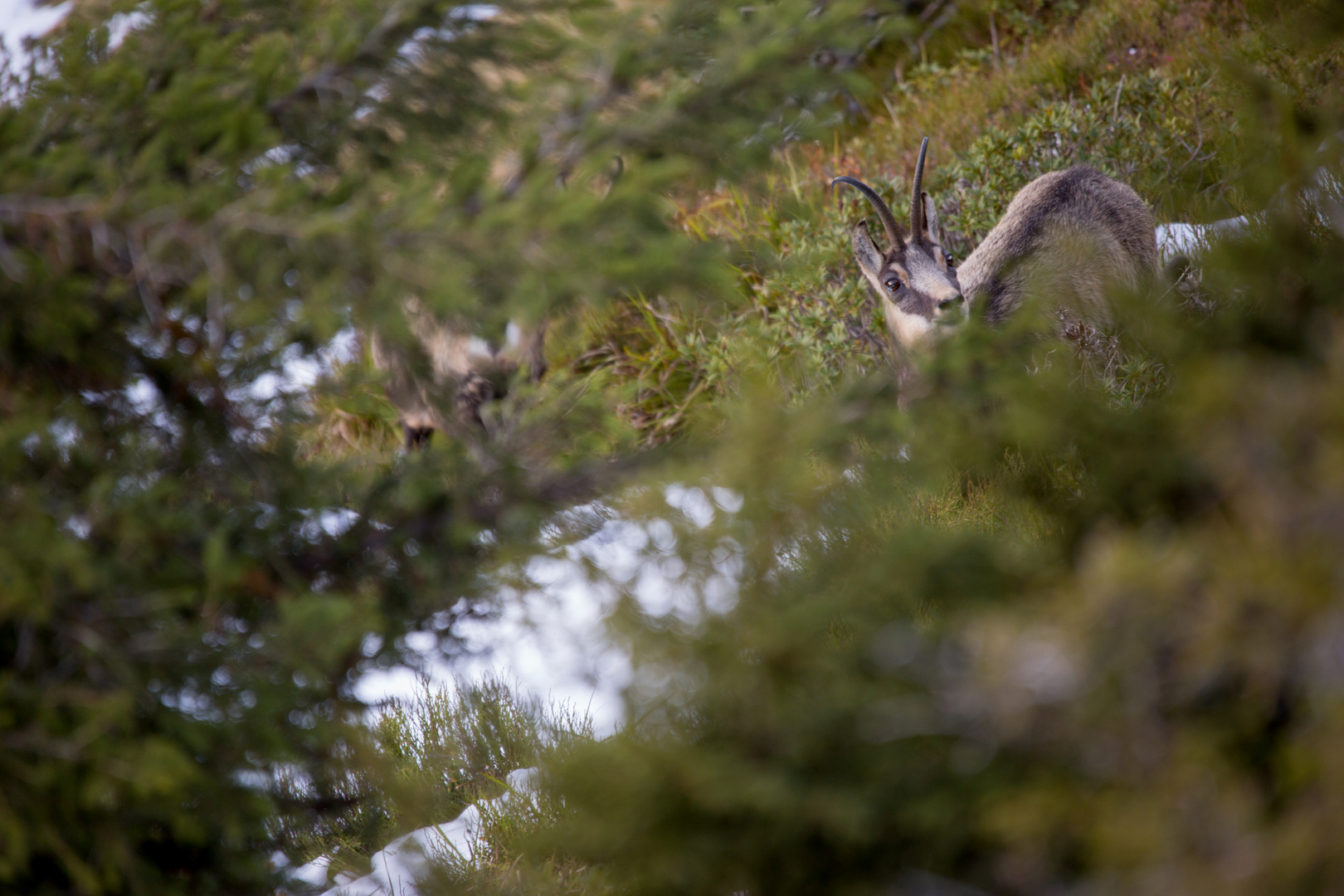 Gemsen in freier Wildbahn