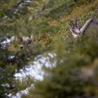 Gemsen in freier Wildbahn