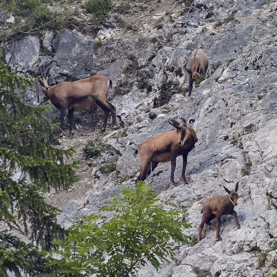 Gemsenfamilie im Jura