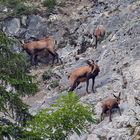 Gemsenfamilie im Jura