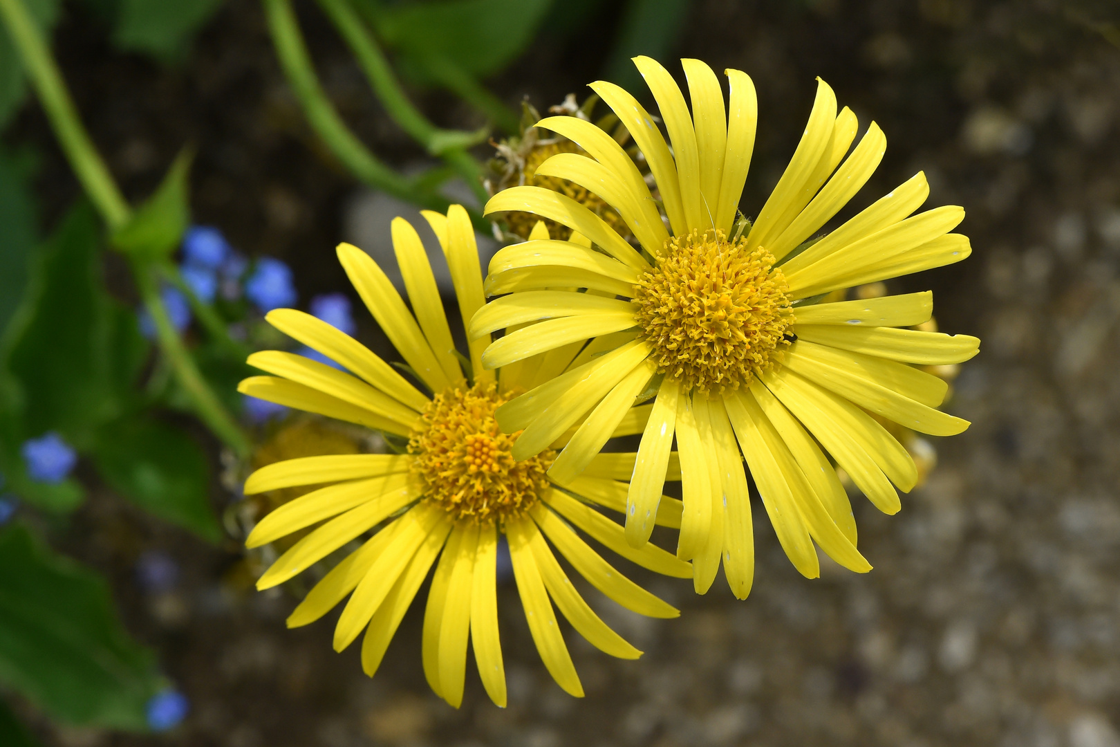 Gemswurz (Doronicum orientale)