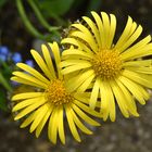 Gemswurz (Doronicum orientale)