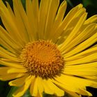 Gemswurz...Doronicum orientale