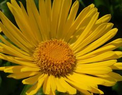 Gemswurz...Doronicum orientale