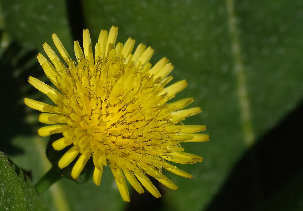 Gemüse-Gänsedistel oder Kohl-Gansedistel   ( Makro )