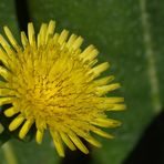 Gemüse-Gänsedistel oder Kohl-Gansedistel   ( Makro )