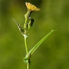 Gemüse-Gänsedistel (Sonchus oleraceus)