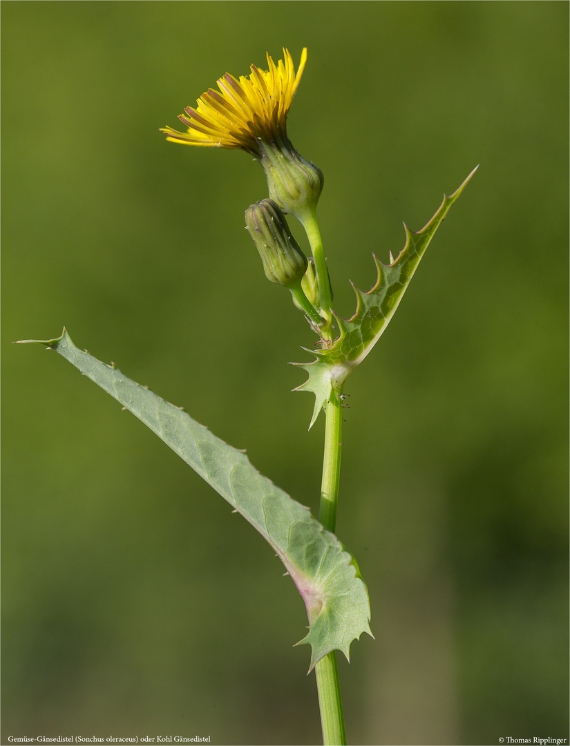 Gemüse-Gänsedistel (Sonchus oleraceus) oder Kohl Gänsedistel 1707