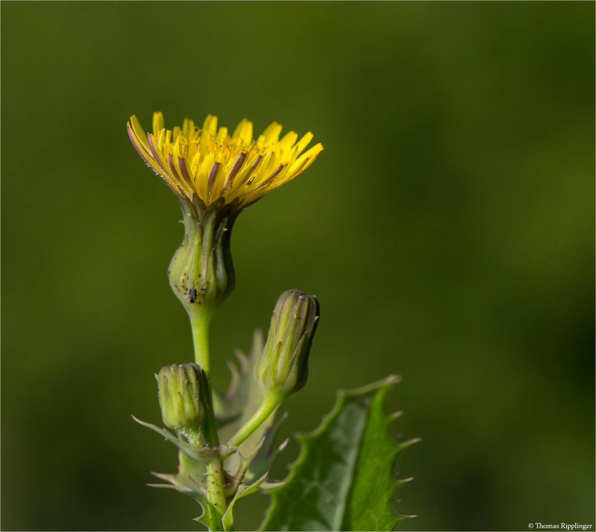 Gemüse-Gänsedistel (Sonchus oleraceus) oder Kohl Gänsedistel 1710