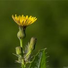 Gemüse-Gänsedistel (Sonchus oleraceus) oder Kohl Gänsedistel 1710