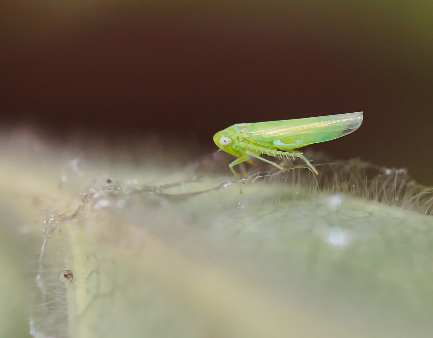 Gemüseblattzikade (Empoasca decipiens)