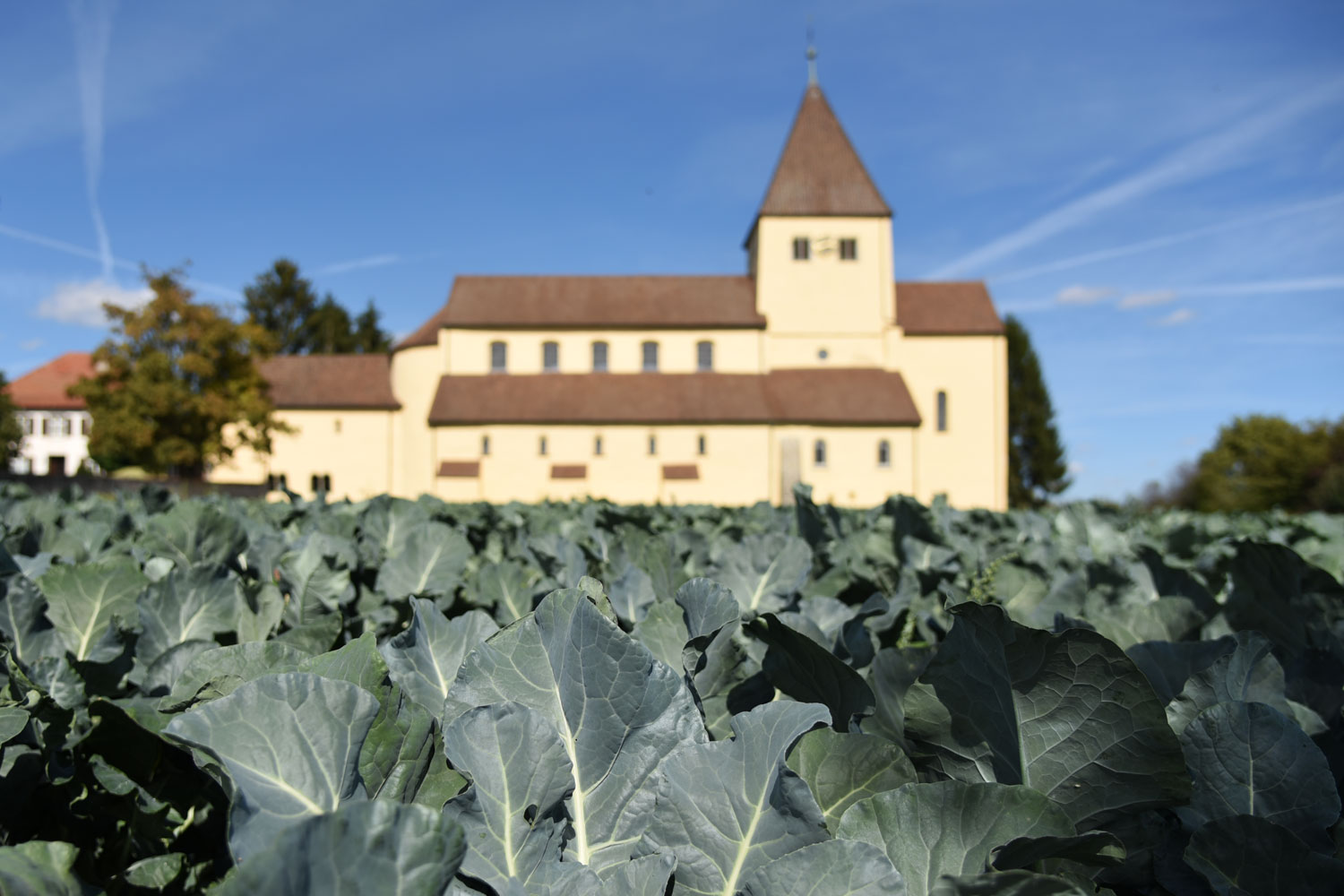 Gemüseinsel Reichenau