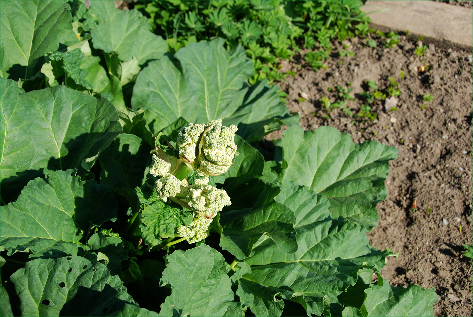 Gemüseküche im Bauerngarten