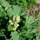 Gemüseküche im Bauerngarten