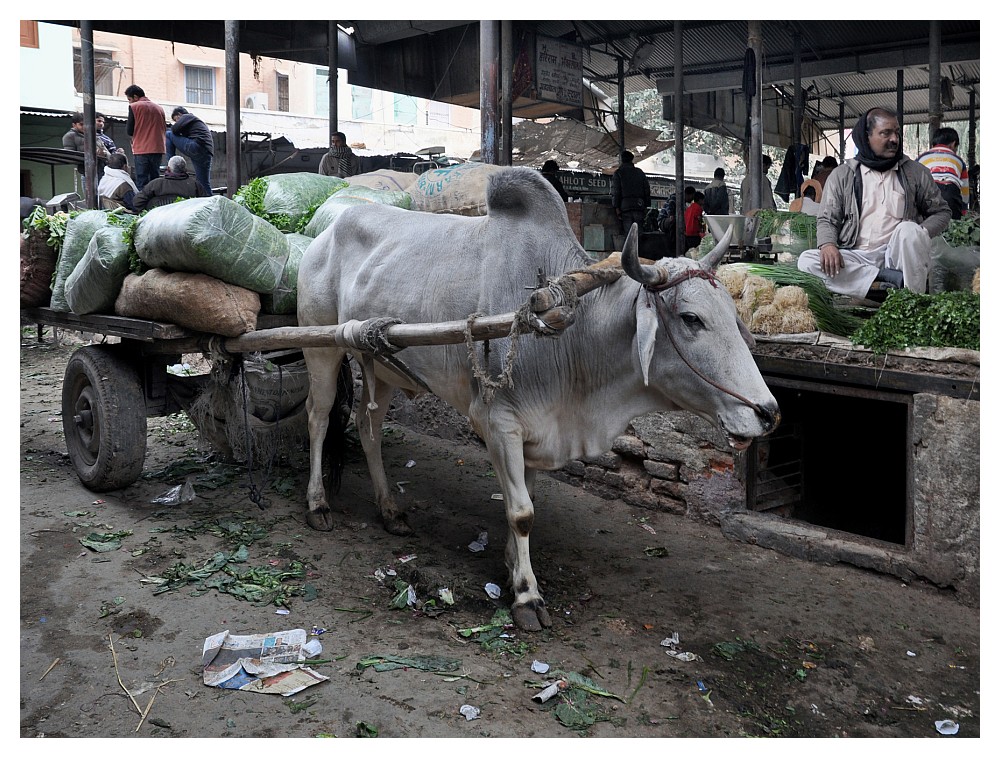 Gemüsemarkt in Bikaner