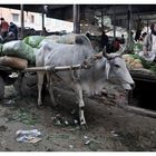 Gemüsemarkt in Bikaner