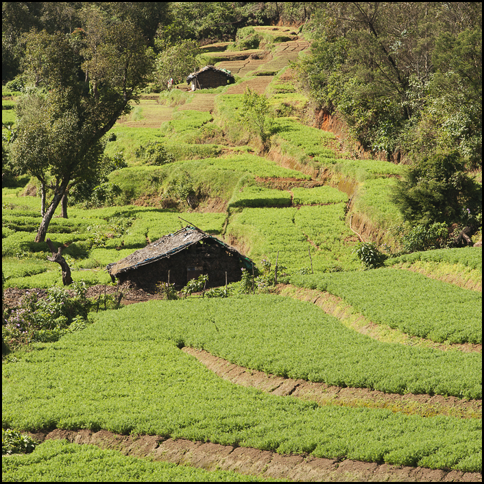 Gemüseterrassen