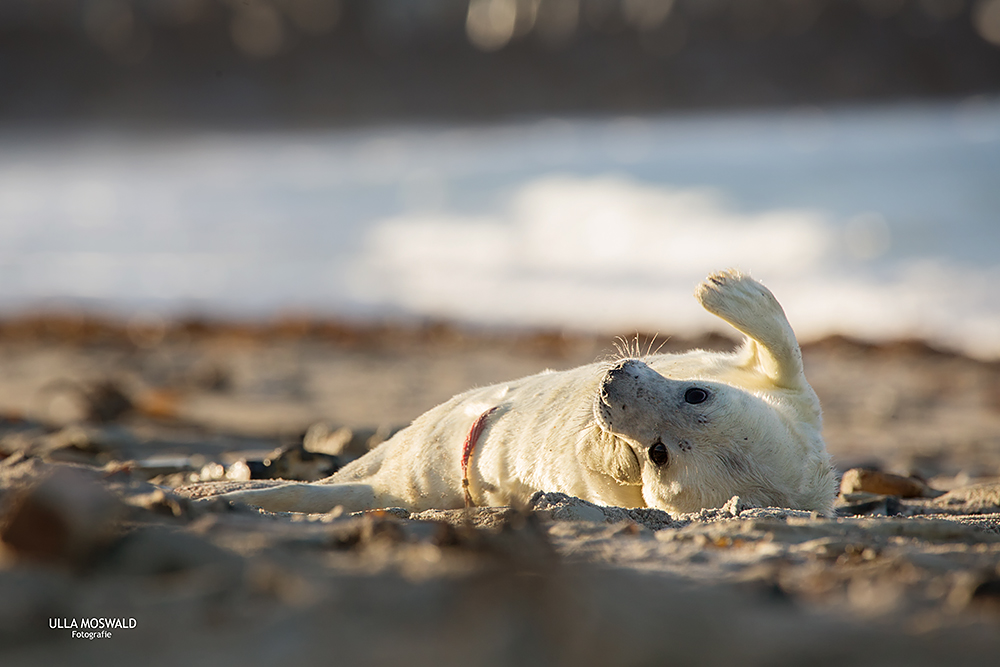 ...gemütlich am Strand...