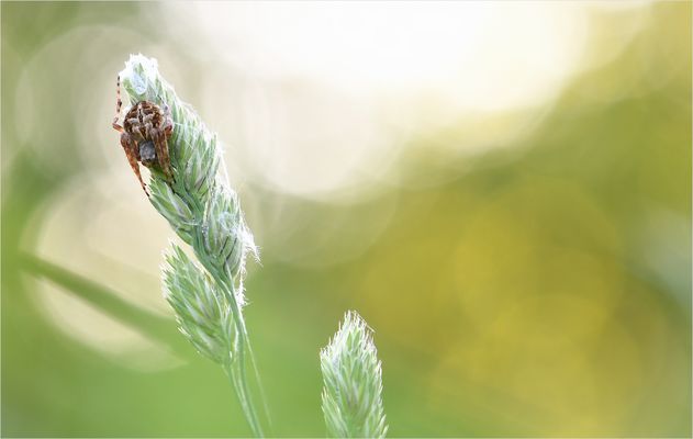 *Gemütlich auf einer Ähre...*