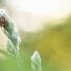 *Gemütlich auf einer Ähre...*