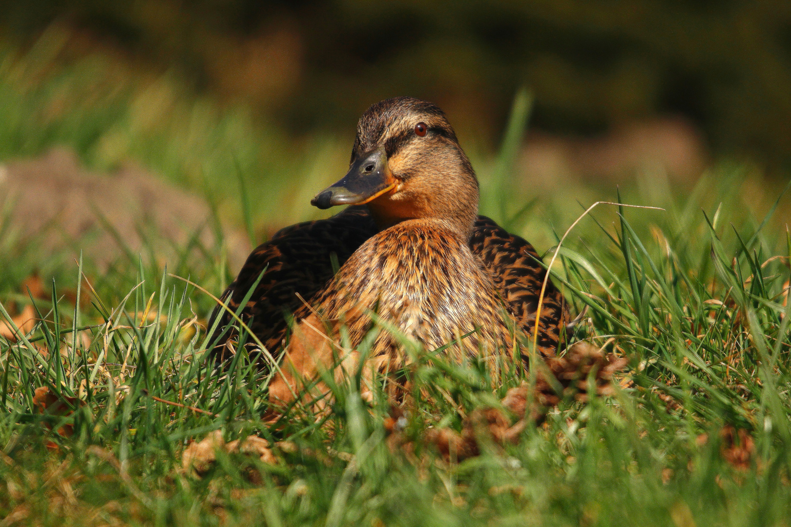 Gemütlich in der Sonne!