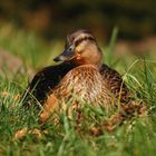 Gemütlich in der Sonne!