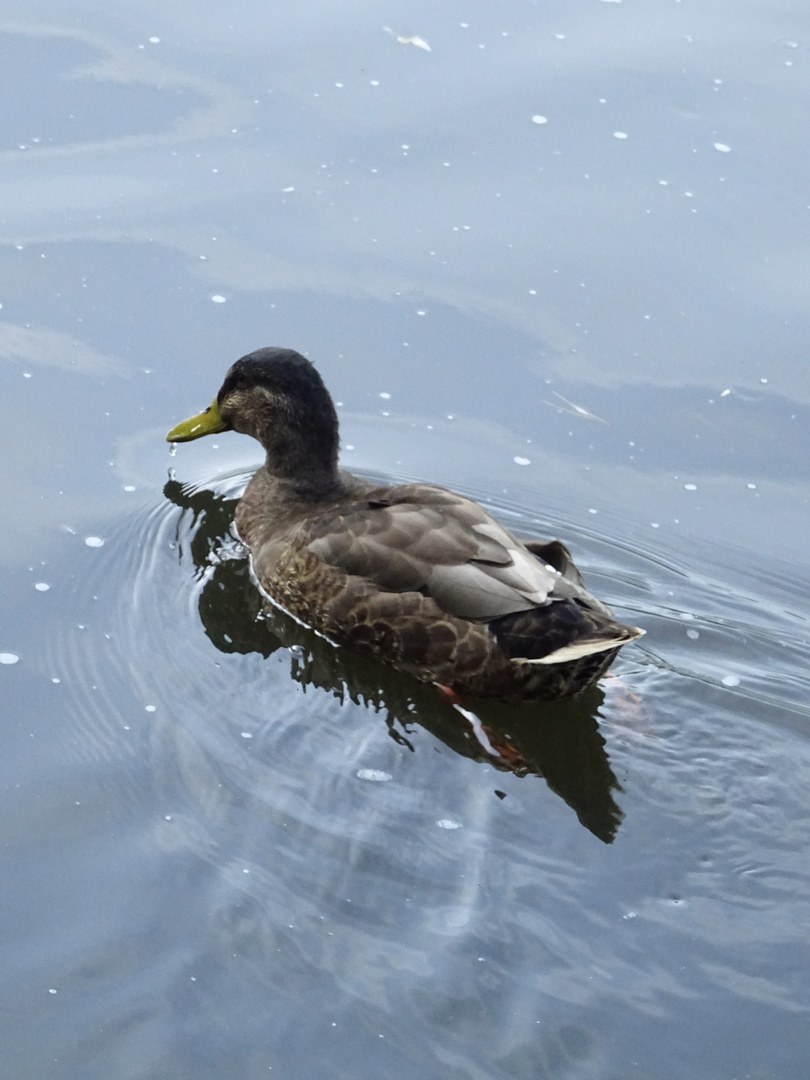 Gemütlich schwimmende Ente