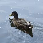 Gemütlich schwimmende Ente